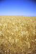 fields of golden wheat