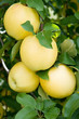 apples