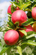 royal gala apples