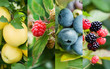 fruit collection