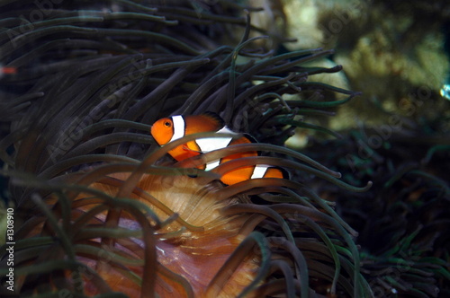 Photo: poisson clown 1 poisson clown 1