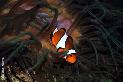 poisson clown 2 poisson clown 2