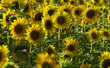 sunflower blossom