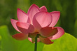 backlit pink lotus flower