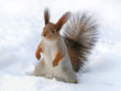surprised squirrel