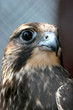 beautiful hawk