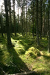 sunlight in forest