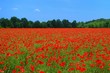 poppies field