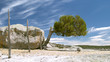 stones and trees