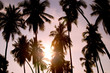 coconut palm trees