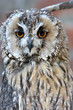 owl