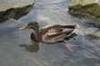 duck
