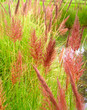 plant 7