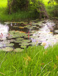 lotus pond
