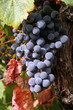 ripe grapes