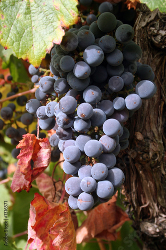 Photo: ripe grapes ripe grapes