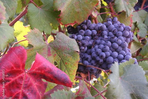 Photo: ripe grapes ripe grapes