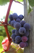 ripe grape cluster