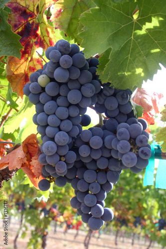 Photo: ripe wine grapes ripe wine grapes