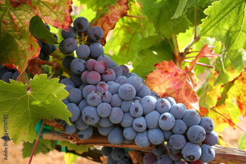 Photo: ripe wine grapes ripe wine grapes