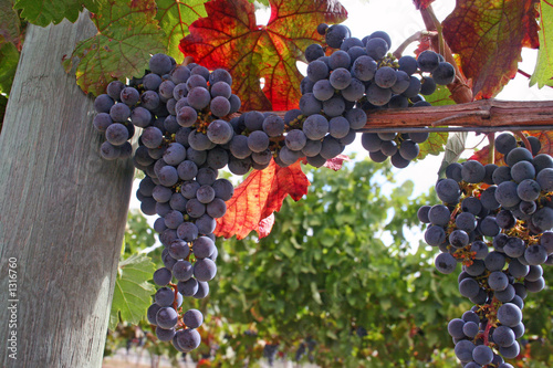 Photo: wine grapes wine grapes