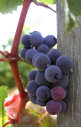 Photo: ripe grape cluster ripe grape cluster