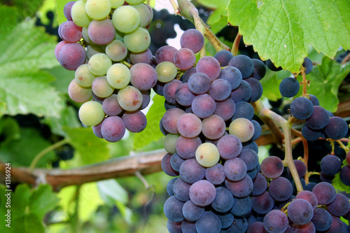Photo: multi-colored grape clusters multi-colored grape clusters