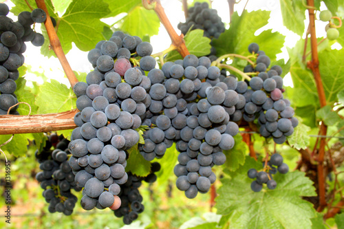 Photo: wine grape clusters wine grape clusters