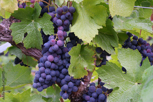 Photo: blue-purple grape clusters blue-purple grape clusters