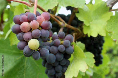 Photo: tiny grape cluster tiny grape cluster
