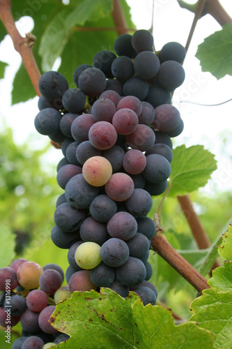 Photo: ripening grape cluster ripening grape cluster