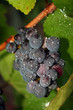 wet grape cluster