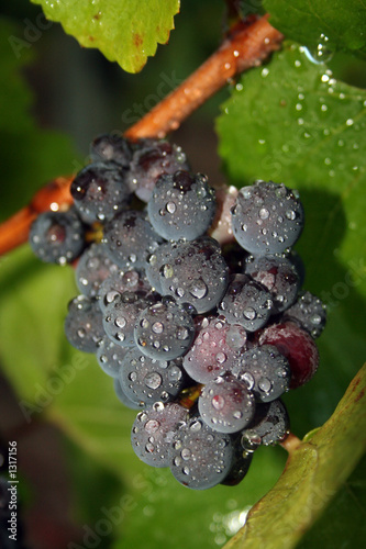 Photo: wet grape cluster wet grape cluster