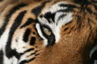 Photo: eye of the tiger eye of the tiger