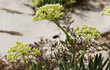 fenchel fenchel