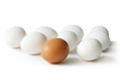 eier