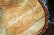 tree trunk after being cut tree trunk after being cut