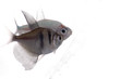 tetra