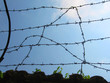 barbed wire fence
