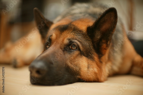 wachhund