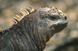 marine iguana