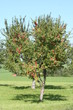 apfelbaum