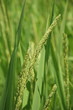 plant de riz