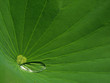 water drop on big green lotus leaf