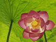 pink lotus under lotus leaf canopy