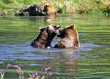 brown bears playing brown bears playing