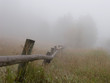 fenceline in fog