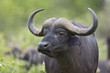 african buffalo