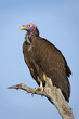 lappetfaced vulture