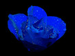 rosa rosa